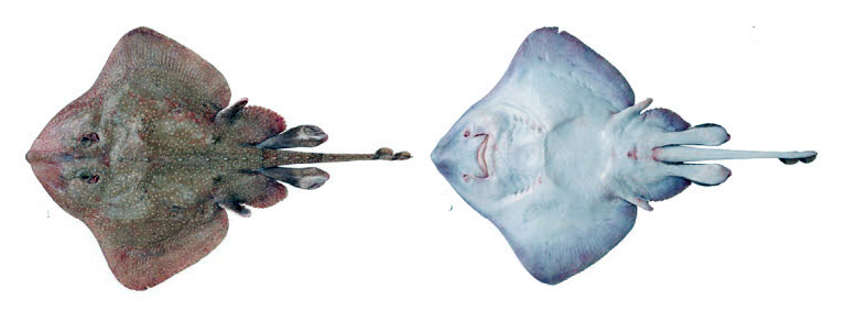 Amblyraja radiata_011.jpg